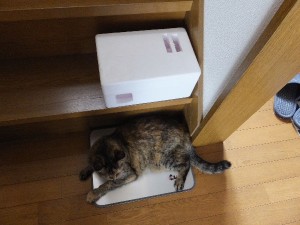 一応涼しい・・・らしい