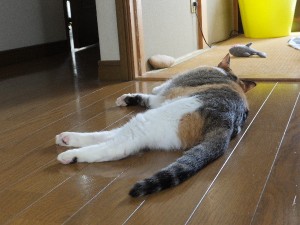 「・・・あつい・・・」