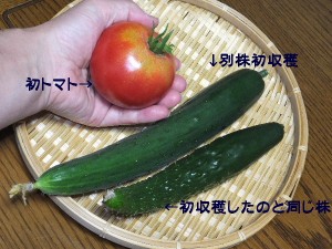 ちっちゃいけどっ。