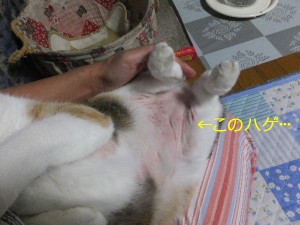 この夏は無いと思ったのに・・・