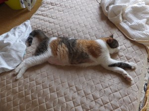 もうどーでもいい･･･って感じ？