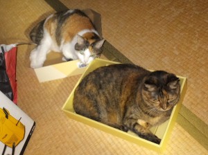 ちょっとスカスカ？