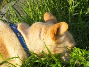 あむあむはぐはぐ