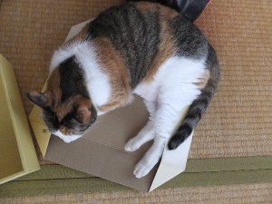 お腹のブチブチ治りました♥