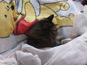 カワイイんだけどな（笑）