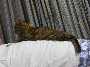 乗り心地はいかに？