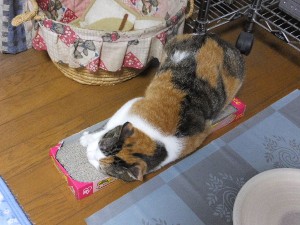 独り占め中。