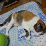 脱力中
