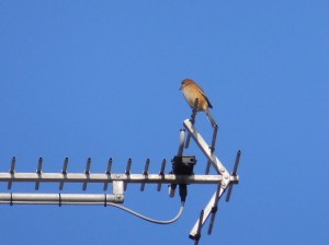鳴き声がなきゃ気づかないよ。
