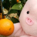 蜜柑