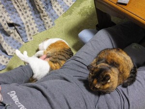 暫く動か（け）んかった･･･