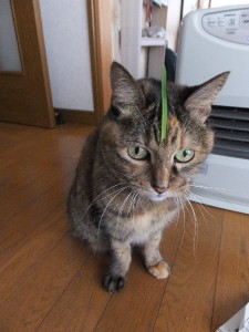 やっぱりお前狸か･･･