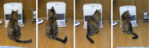 だるまさんが・・・