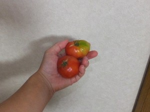 あと10個くらい生ってるの。