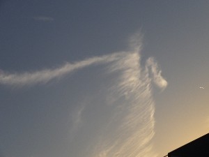 珍しく写せた。