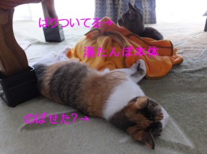 熱すぎたか・・・