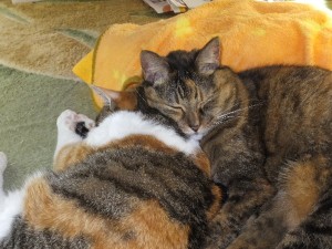 寒さむの眠ねむ