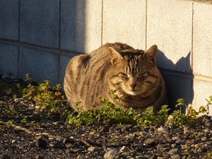 ピンポイントで日に当たる場所だねー。