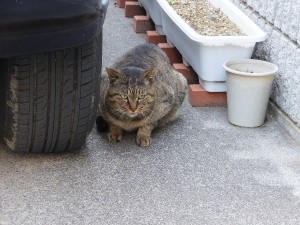 オトコノコだー。