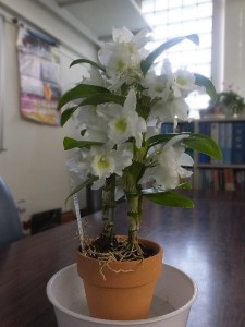 いい香りもするの。