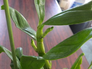花芽？花芽？？